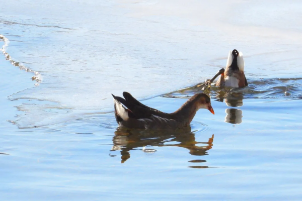 寒冬中 錫伯河上的它們何去何從? 寒冬中 錫伯河上的它們何去何從?