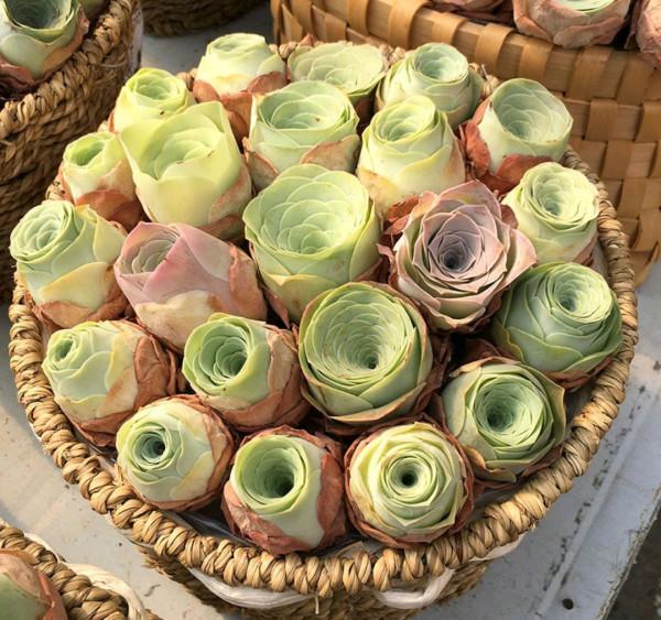 100種常見多肉圖鑑，比花還美，你認識幾種？