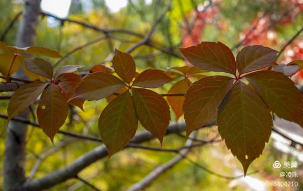 平朔公園的爬山虎
