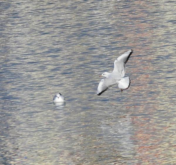 冀州區魚市北河上上演著一場精彩的表演