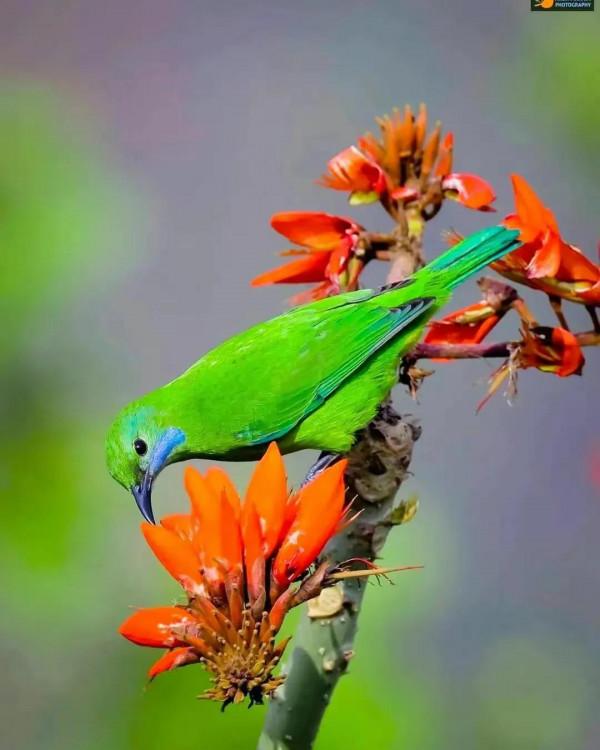 分享圖片&mdash;&mdash;美麗彩色小鳥集錦