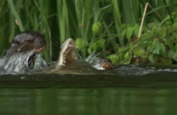 新加坡水獺圍攻英國男子險致其身亡，網友：鱷魚都被水獺吃光了？