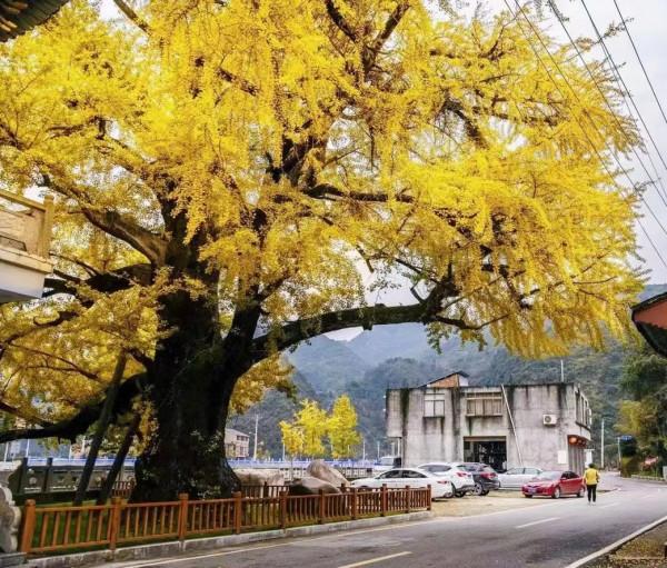 楓葉紅、銀杏黃……這個季節的瑞安，美得藏不住了