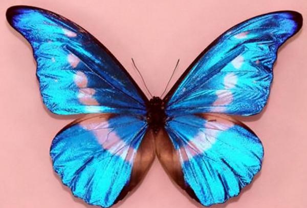 66張圖片帶你看看，那些有著驚豔“顏值”的動物