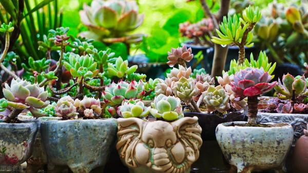 想讓多肉植物快速變成“肉丸子”，記住一句口訣就可以，抓緊時間
