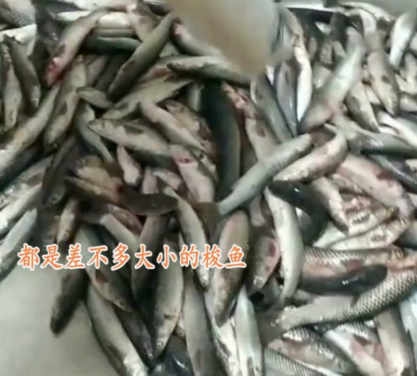 白釣了!唐山一釣友狂拉百斤梭魚回家邀功 妻子:別釣了,全部送人 白釣了!唐山一釣友狂拉百斤梭魚回家邀功 妻子:別釣了,全部送人