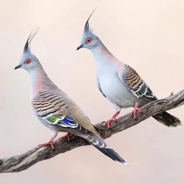 分享——最珍貴罕見的鳥