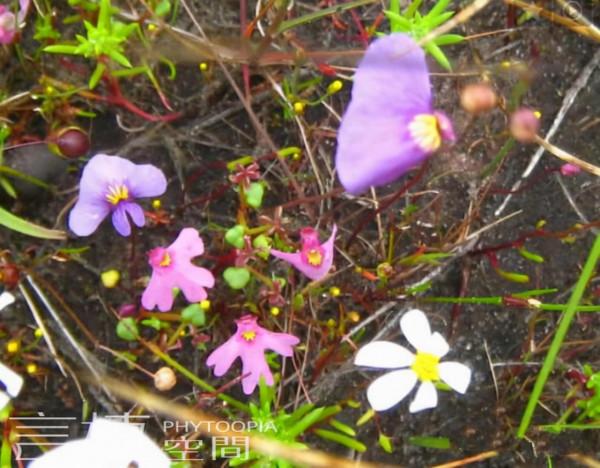 觀賞植物認知（2）：彼得泰勒狸藻