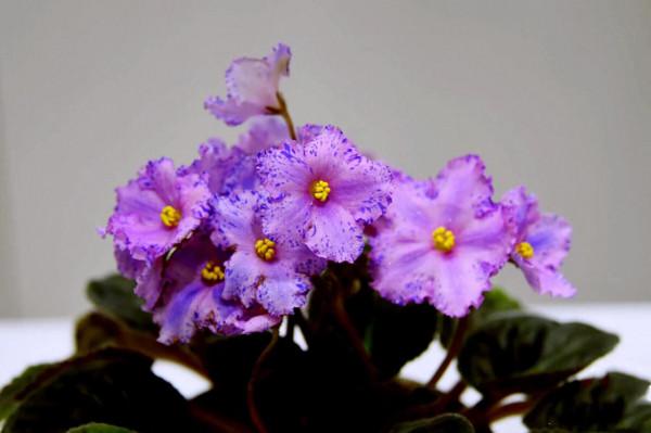 非洲紫羅蘭～永恆的愛