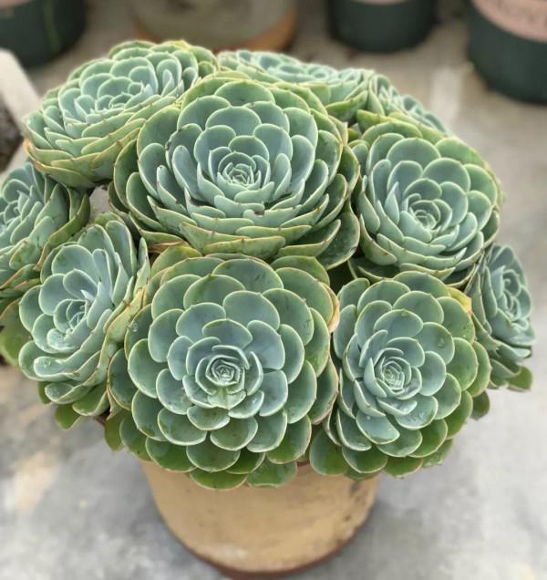 100種常見多肉圖鑑，比花還美，你認識幾種？