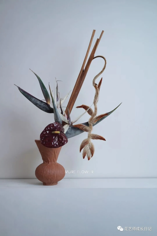 每日一花 | 毛毛鳥蠍尾蕉，小眾且高階的秋日花材~vol.16