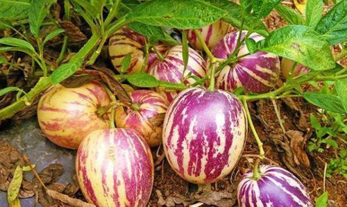 女性養生堅持吃三種食物，排毒養顏，美容護膚，面板細膩又光滑