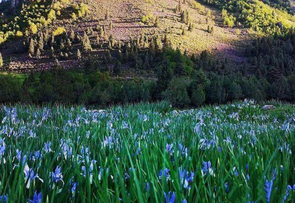大周武則天時期涼州神鳥縣界的吐谷渾涼州大可汗陵慕容智墓誌釋讀 大周武則天時期涼州神鳥縣界的吐谷渾涼州大可汗陵慕容智墓誌釋讀
