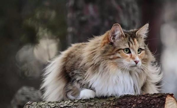 貓咪抗凍排行榜：最“不怕冷”的6種貓，不用擔心它們被凍著