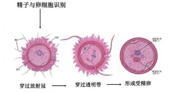 人火化後,DNA去了哪裡?骨灰中能檢測到DNA嗎? 人火化後,DNA去了哪裡?骨灰中能檢測到DNA嗎?