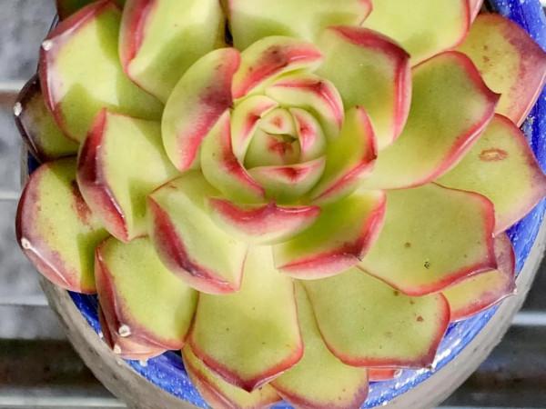 回應昨天很多頭條朋友的問題，整理多肉養護的一點心得提供給大家