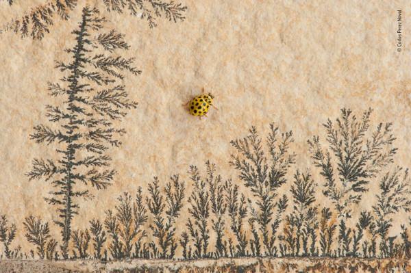 2018年度最佳野生動物攝影作品圖集