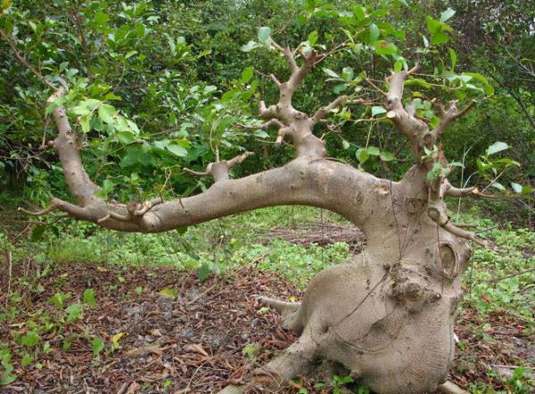 “榕樹盆栽”愛落葉？注意“6點”，榕樹枝繁葉茂，葉片綠油油的