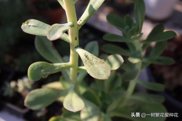 多肉常見問題：化水、黑腐、病蟲害，大家發圖，我來診斷和治療