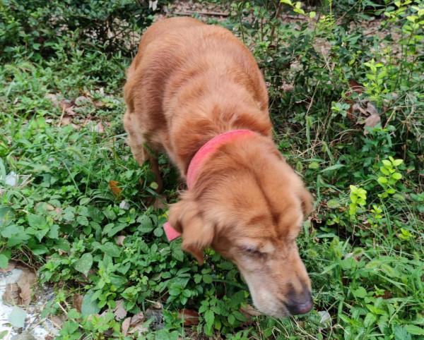 家庭餵養寵物犬的利與弊