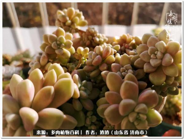 一個不稱職90後的闡述：何以解憂？唯有多肉