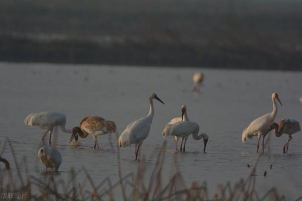 鄱陽湖大量野生魚擱淺，護魚隊寧死也不讓撈，網友：點贊，做得好