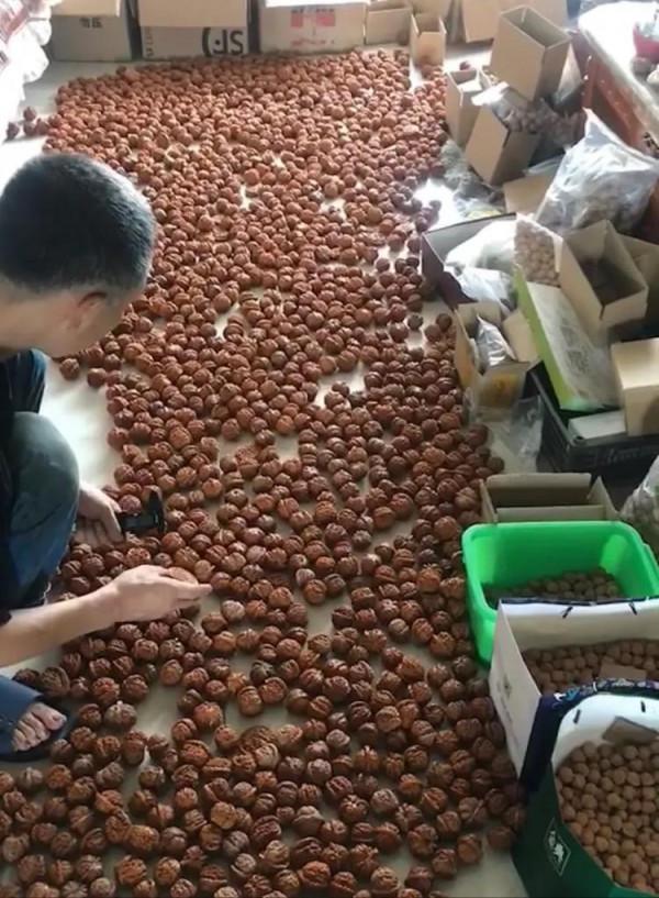 核農聊核桃 核農聊核桃