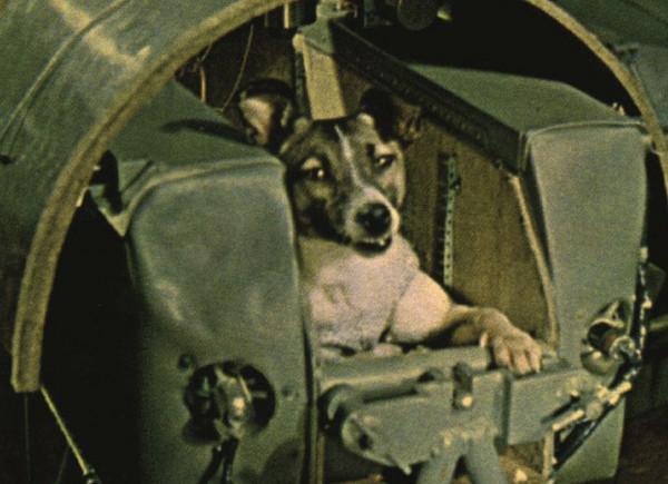 第一隻進入太空的狗,在宇宙飄了63年,人類為何要毒死它 第一隻進入太空的狗,在宇宙飄了63年,人類為何要毒死它