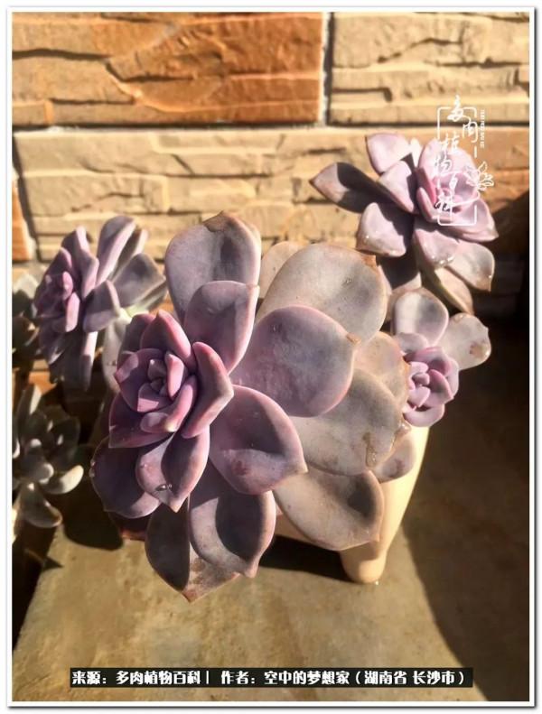 北陽臺黨，也有個多肉花園夢