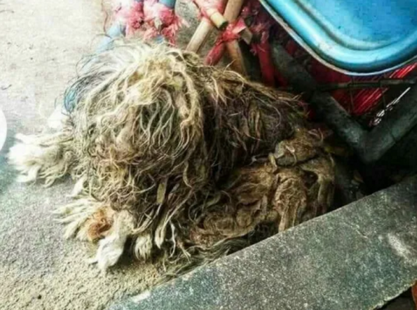 流浪狗被嫌棄是“爛樹根”，被醫生救下治好後：真是個小天使呀