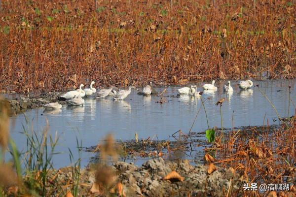宿鴨湖：冬天的期待已經來臨