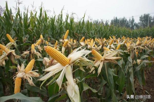 2021年玉米、稻穀相繼收穫,儲存時如何避免長蟲?3個方法 2021年玉米、稻穀相繼收穫,儲存時如何避免長蟲?3個方法