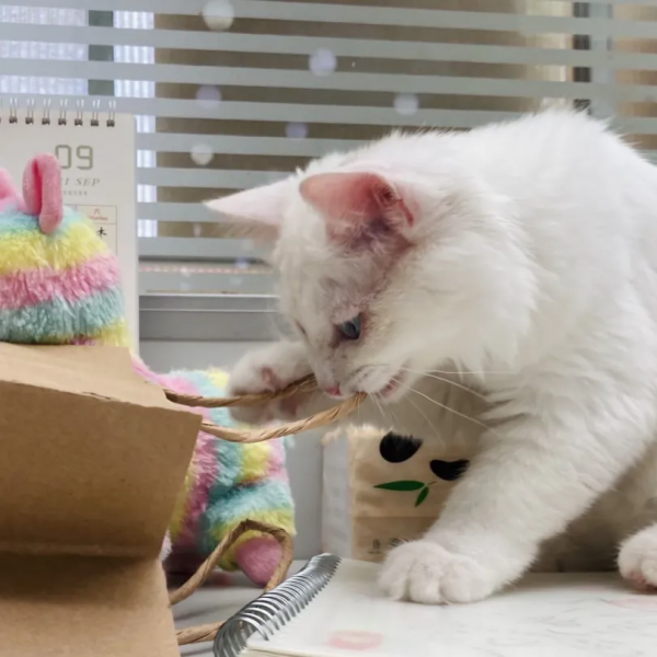 小孩淘氣，天經地義