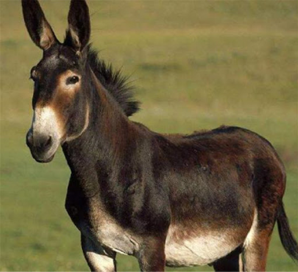 相傳神農架出現驢頭狼，偷吃家畜，傷害村民，它到底是什麼物種？