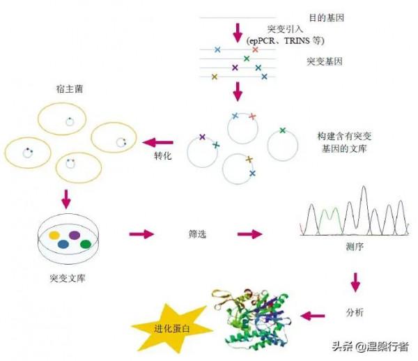 最懷才不遇的生物物理學家,發現全新生命種類,創立另類生命之樹 最懷才不遇的生物物理學家,發現全新生命種類,創立另類生命之樹