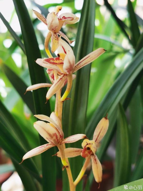 打破偏見!這4種適合送男士的花,他收到一定喜歡 打破偏見!這4種適合送男士的花,他收到一定喜歡