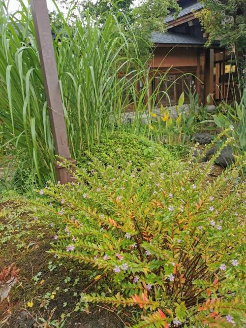 詠菊七絕三十首(30韻) 詠菊七絕三十首(30韻)