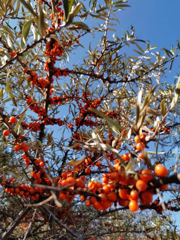 宣化紅一師老戰友遊走大明宣府青邊口，晚秋景色亦迷人