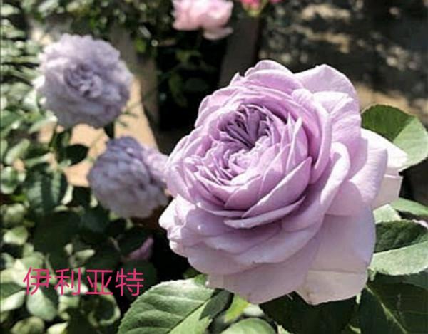 木村卓功及木村系列月季品種（4）