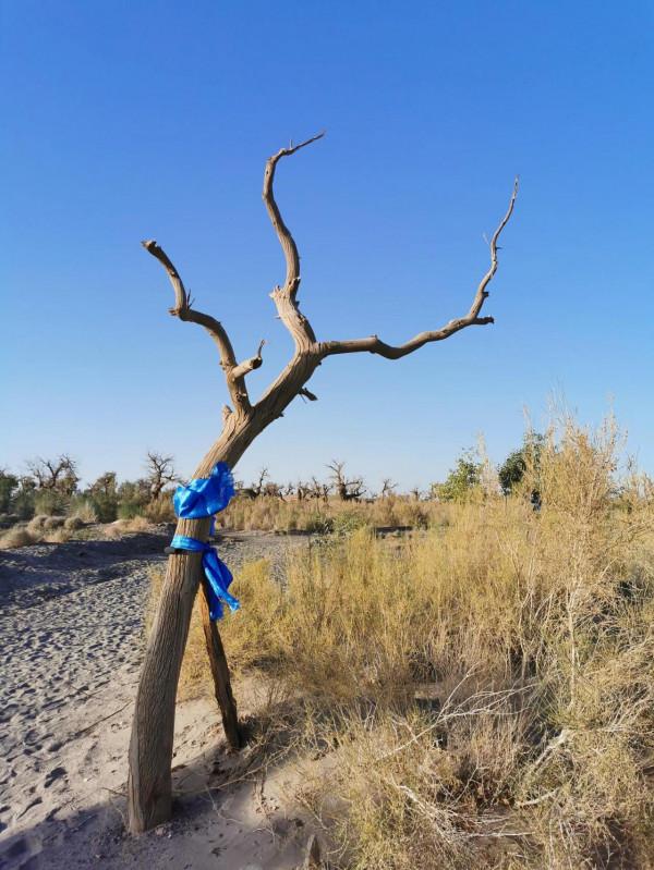 怪樹林,沙漠中聳立的倔強 怪樹林,沙漠中聳立的倔強