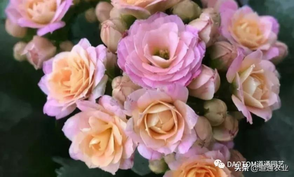 十月啦還不知道入手種什麼花嗎？快來看看小編推薦