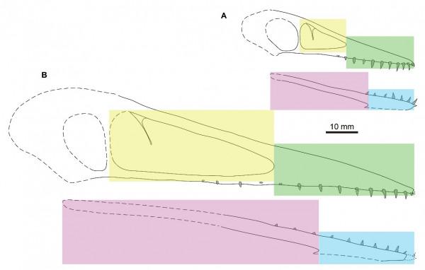 一生愛吃古鱈魚，這種翼龍透露了猛禽吐食團習性的進化源流