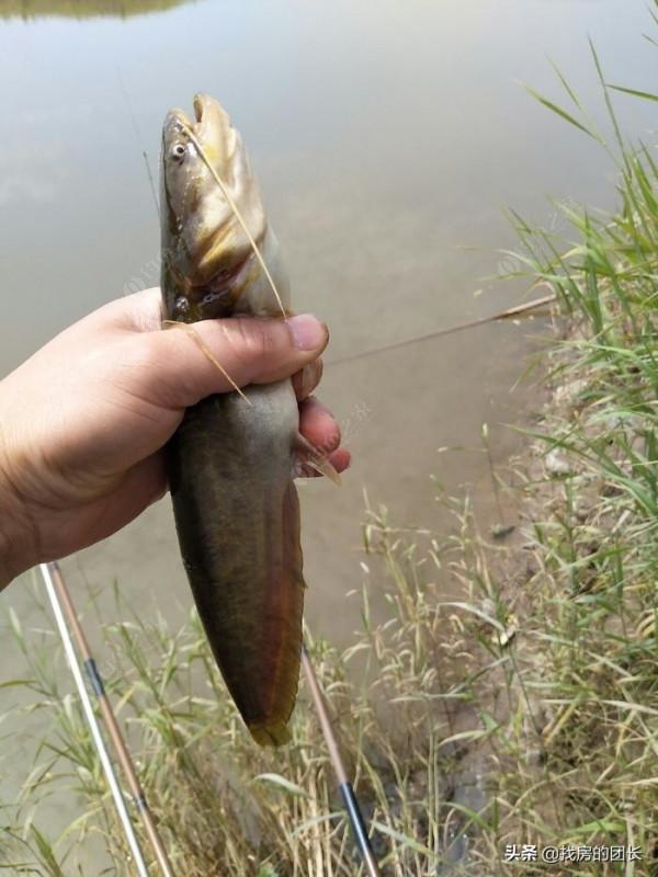 你是否懷念兒時釣魚的時光,裝備簡單,反而能釣到很多魚 你是否懷念兒時釣魚的時光,裝備簡單,反而能釣到很多魚