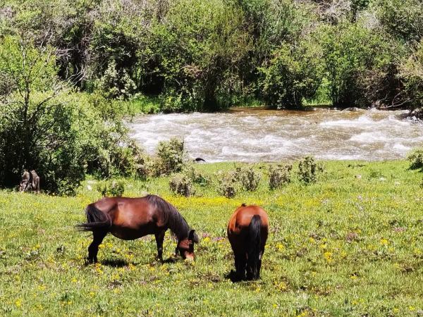 讀納蘭性德《臨江仙》