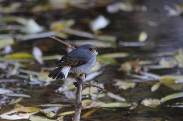 校園裡的鳥 校園裡的鳥