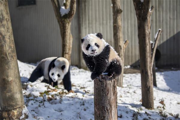 萌翻了！大熊貓雪中撒歡