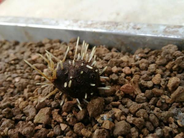 特有氣質的小眾花,顏值超高,溫度零下也能活 特有氣質的小眾花,顏值超高,溫度零下也能活