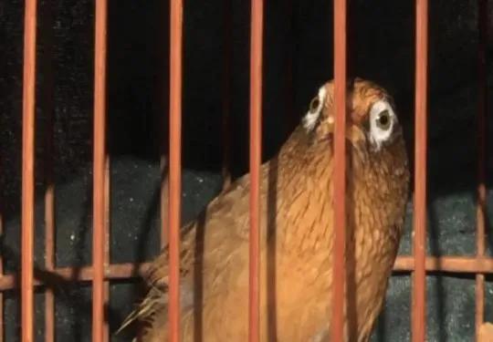 遛鳥那些事 遛鳥那些事