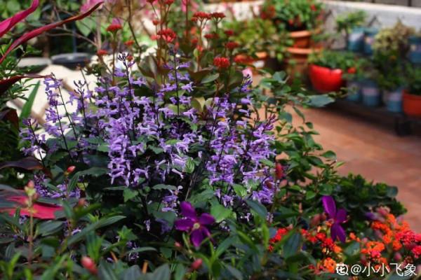 家裡別隻養綠蘿，15種精緻耐陰花，光照不好也能長很美