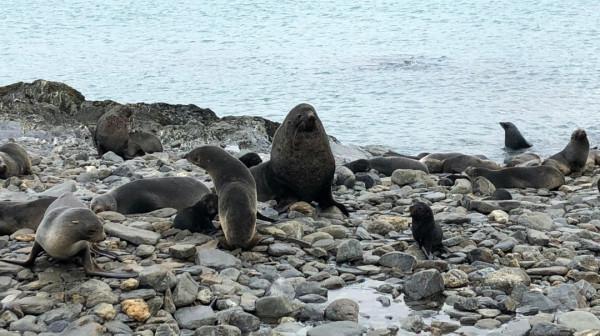 我們去南極結婚了 我們去南極結婚了